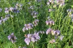 Paradiesgarten Bild 61