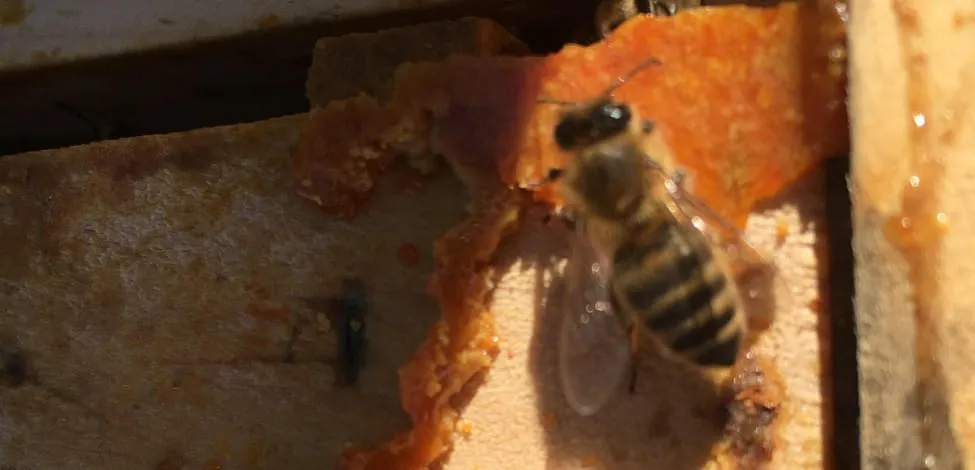 '.Biene auf R&auml;hmchen mit Propolis.'