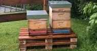 Bienen im Garten