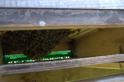 Bienen hängen in den Hochboden Bienen hängen in den Hochboden