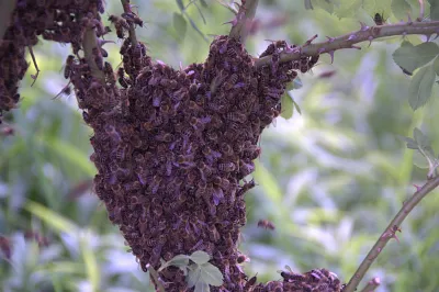 Bienenschwarm Bienenschwarm im Apfelbaum